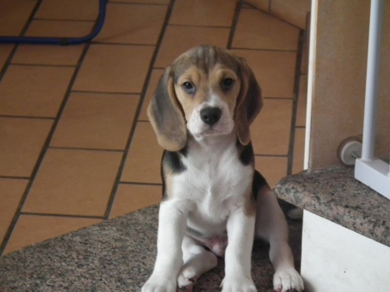 vendo cuccioli beagle