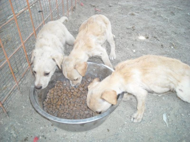 3 cuccioli in cerca di padrone