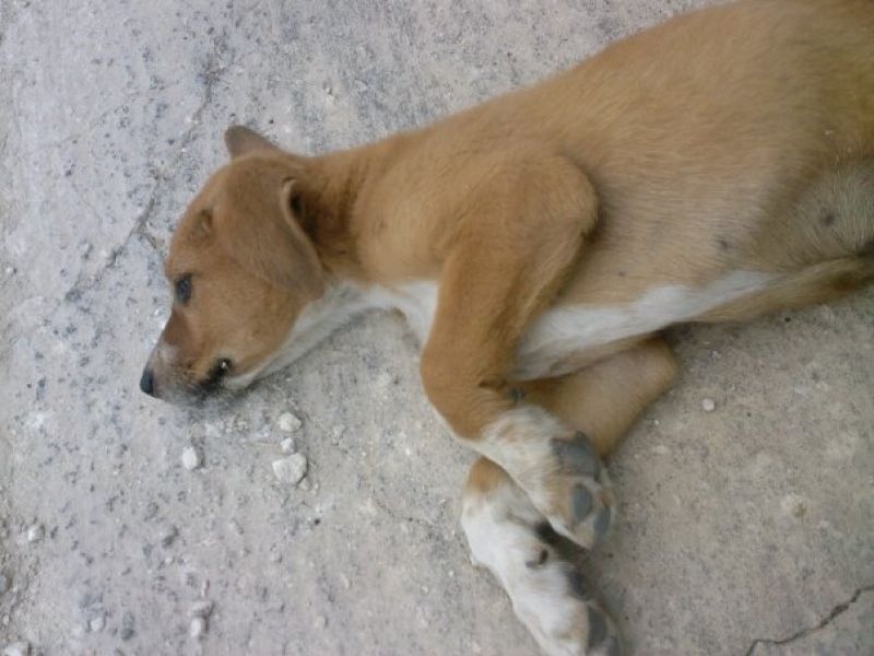 Cucciolo in cerca di casa