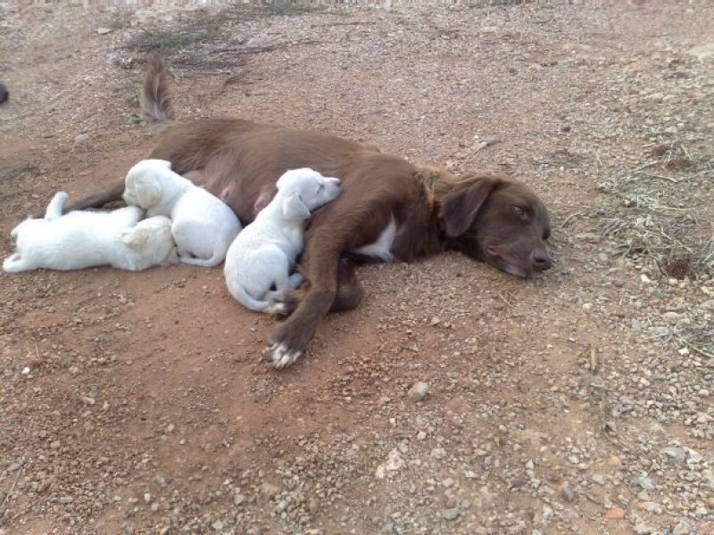 Sette cuccioli da adottare a Palermo: urgente!