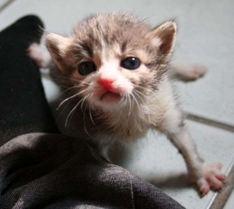 Gattina cerca casa!