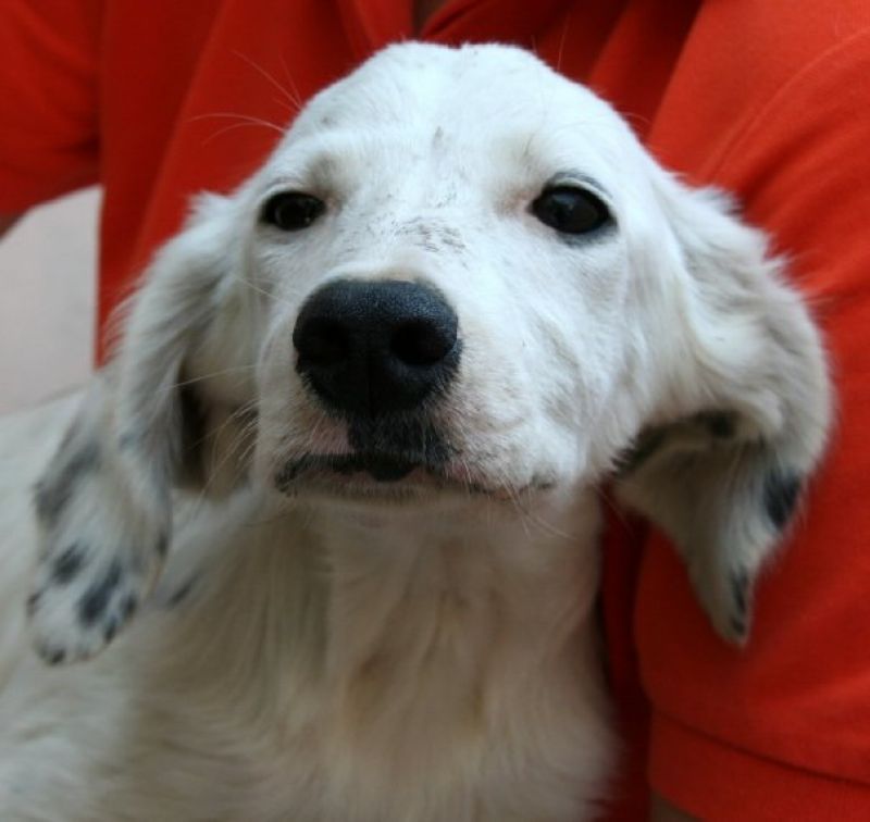 Setter di 4 mesi cerca casa!