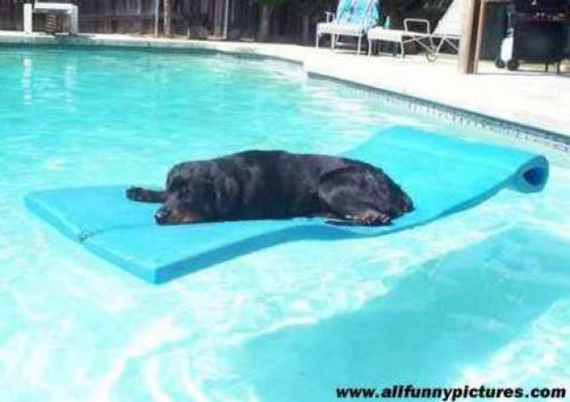 Cane in piscina