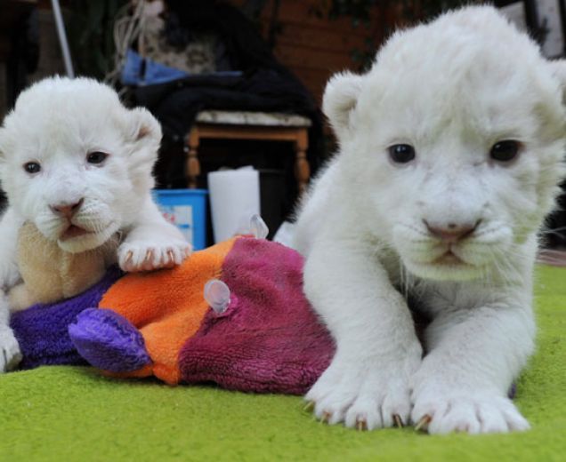 Due cuccioli di leone