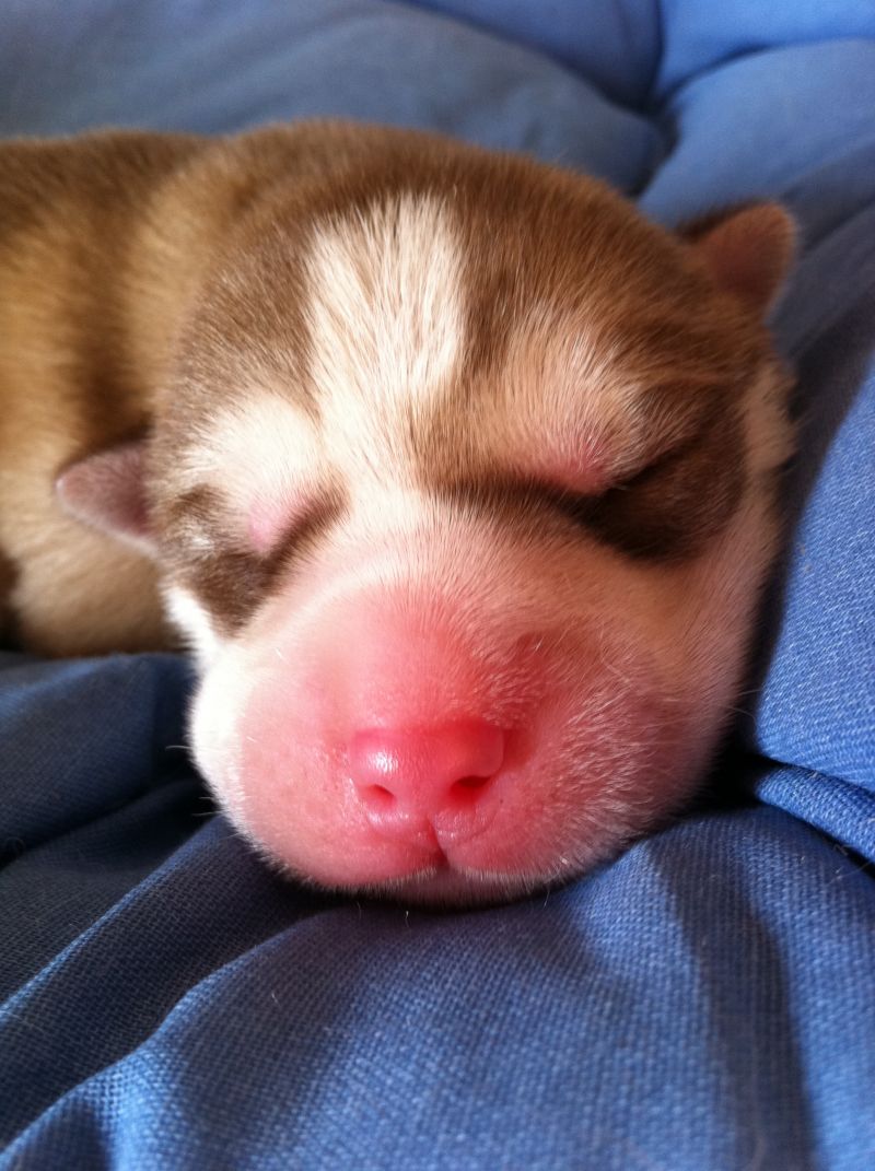 Cuccioli di Siberian Husky