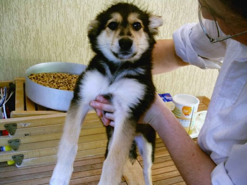 Bianca, uno degli splendidi cuccioli aquilani  che cercano  casa