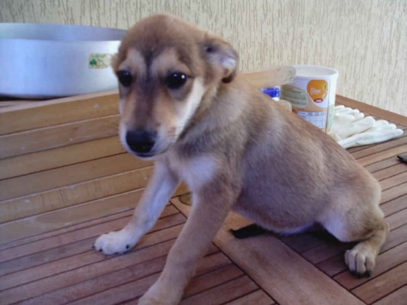 Terence uno degli splendidi cuccioli aquilani  che cercano  casa