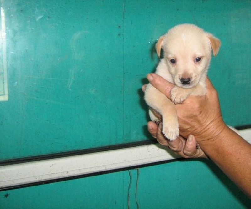 Pollicino, cucciolo tenerissimo, ha urgente bisogno di casa.