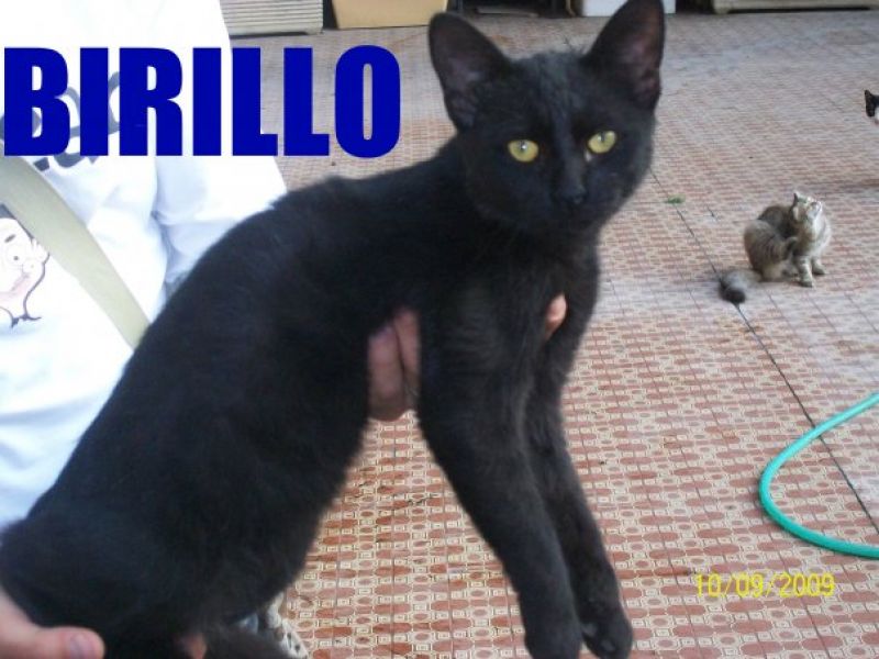 Anche io cerco casa: mi chiamo Birillo