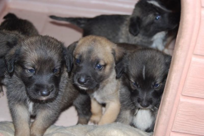 Mamma Bianca e cuccioli in cerca di casa