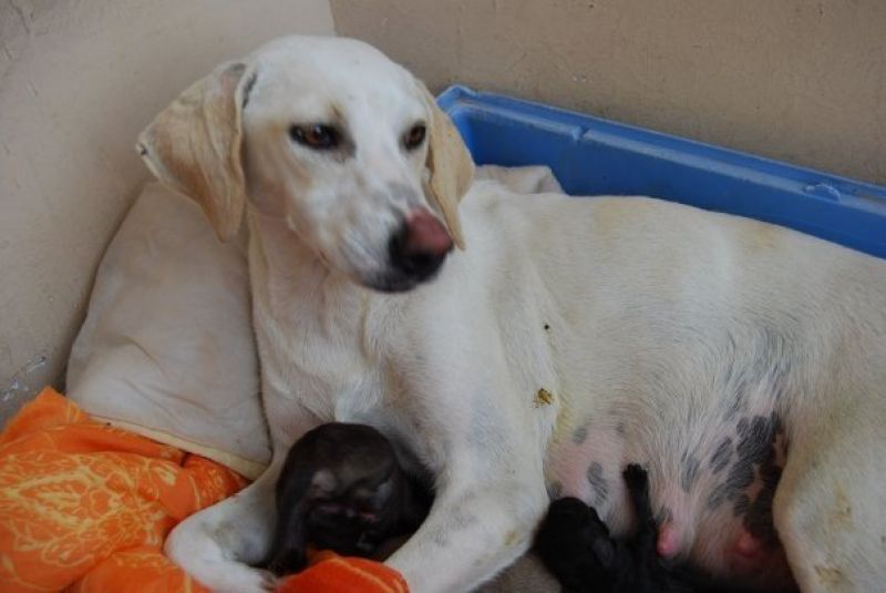 Mamma Bianca in cerca di casa