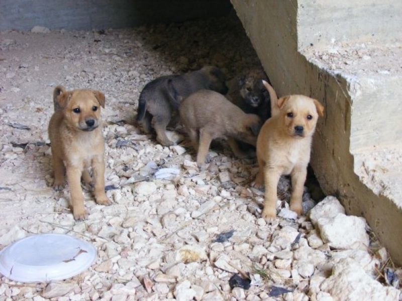 Teneri cuccioli in cerca d'amore