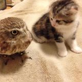 Amicizia tra un gatto e un gufo