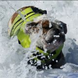 Cani sull'onda: surf per gli amici a 4 zampe
