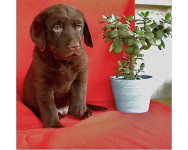 Labrador chocolate cucciolo