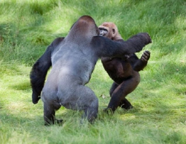 Fratelli gorilla si riconoscono dopo tre anni