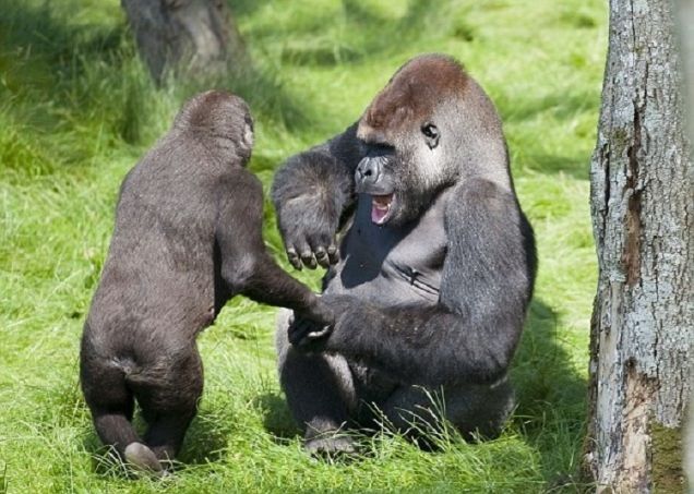 Fratelli gorilla si riconoscono dopo tre anni