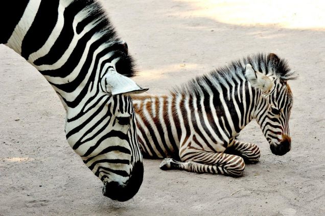 Al Bioparco di Roma è nata Marcella la zebra 