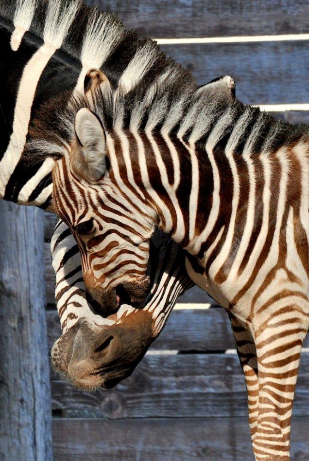 Al Bioparco di Roma è nata Marcella la zebra
