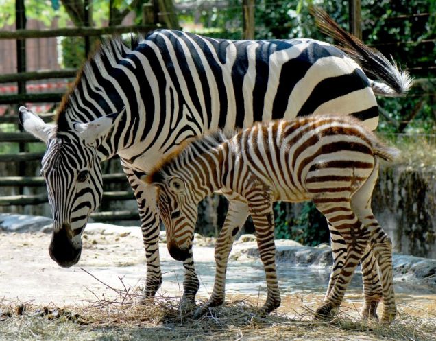 Al Bioparco di Roma è nata Marcella la zebra