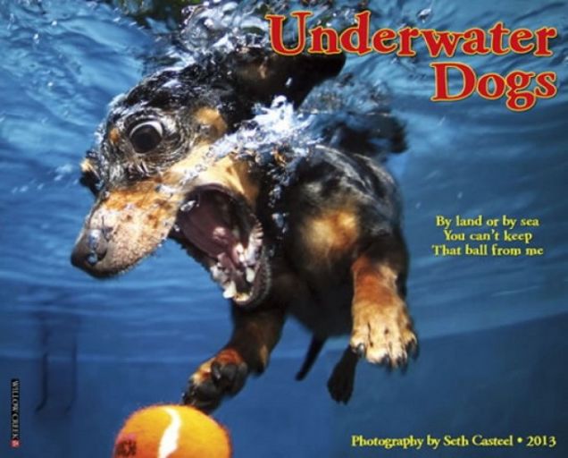 Underwater dogs: il calendario dei cani sott'acqua 