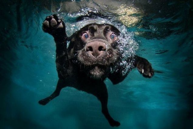 Underwater dogs: il calendario dei cani sott'acqua 