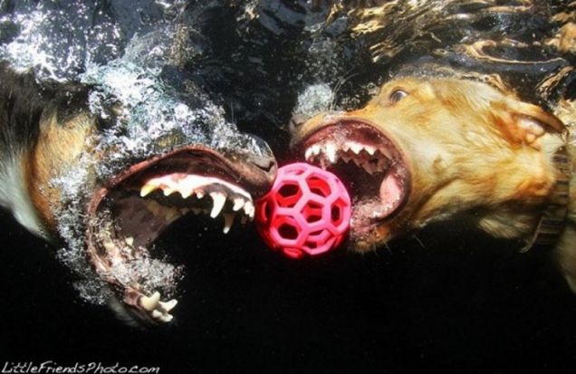 Underwater dogs: il calendario dei cani sott'acqua