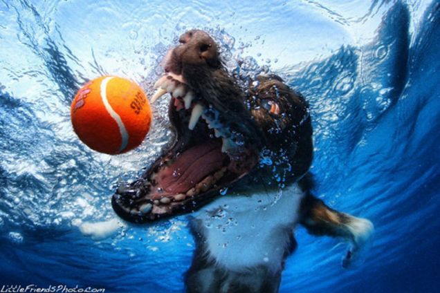 Underwater dogs: il calendario dei cani sott'acqua