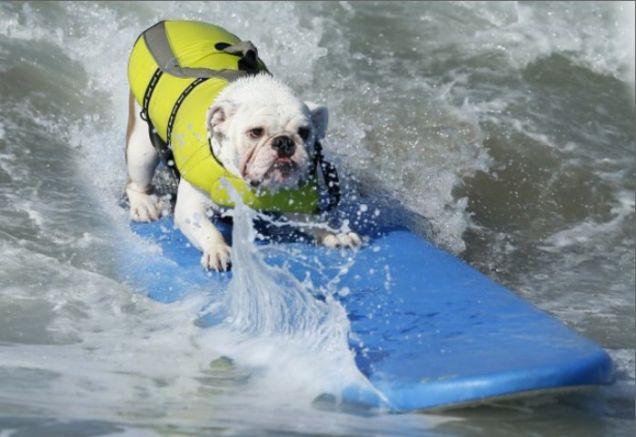Surf da cani in California