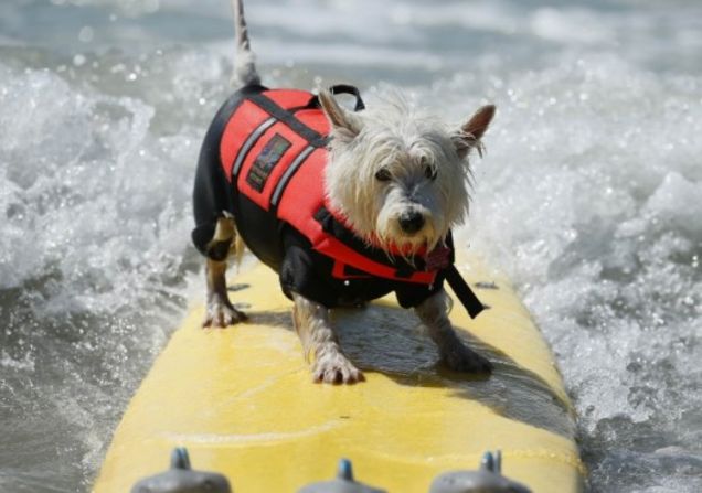 Surf da cani in California