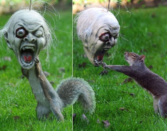 Halloween: uno scoiattolo terrorizza tutti...