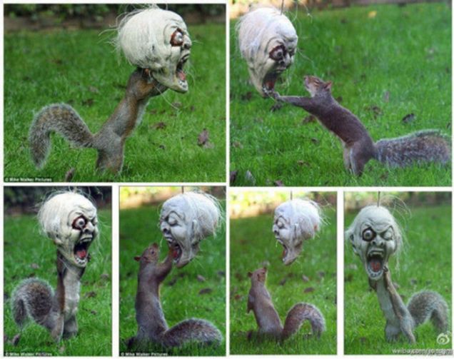 Halloween: scherzi da scoiattolo