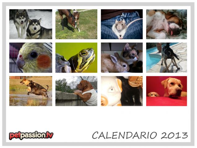 Retro copertina - Calendario Pets 2013 di PetPassion 