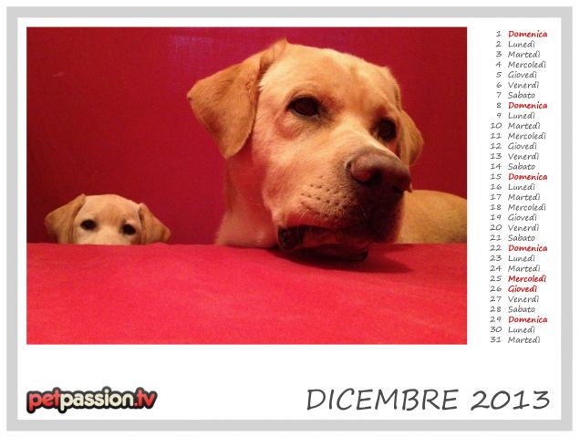 DICEMBRE - Calendario Pets 2013 di PetPassion
