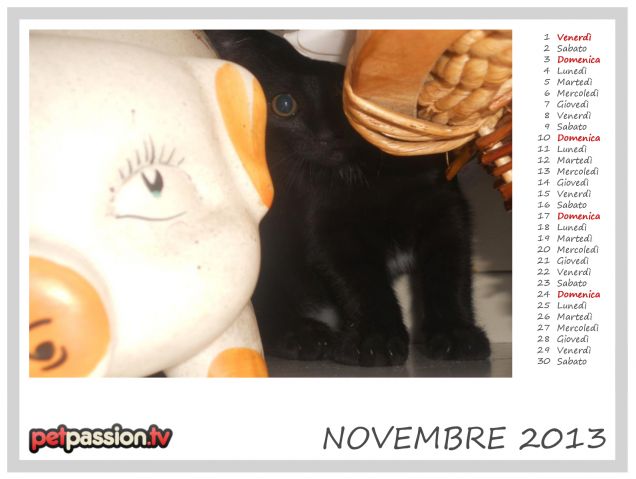 NOVEMBRE - Calendario Pets 2013 di PetPassion