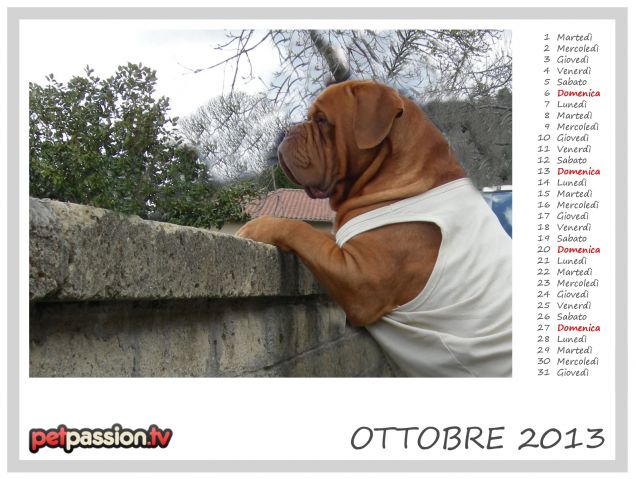 OTTOBRE - Calendario Pets 2013 di PetPassion