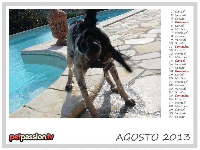 AGOSTO - Calendario Pets 2013 di PetPassion