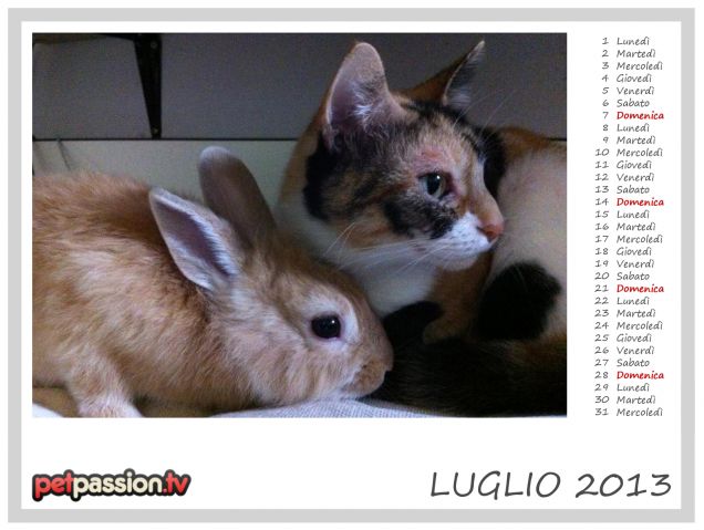 LUGLIO - Calendario Pets 2013 di PetPassion
