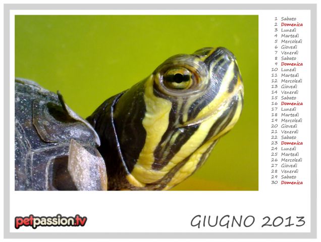 GIUGNO - Calendario Pets 2013 di PetPassion