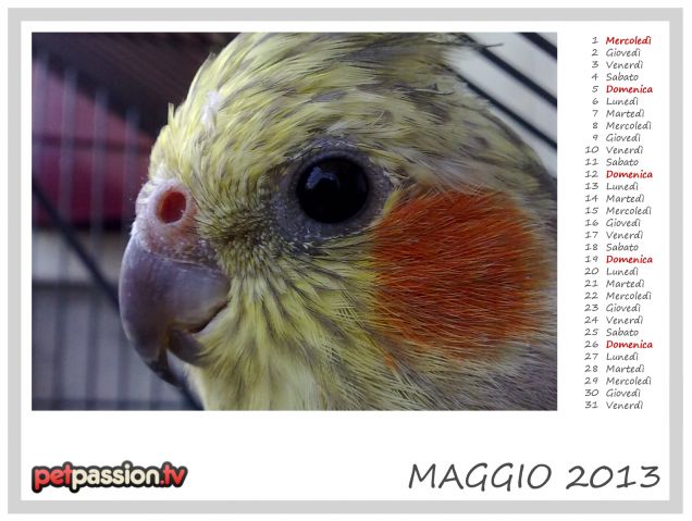 MAGGIO - Calendario Pets 2013 di PetPassion