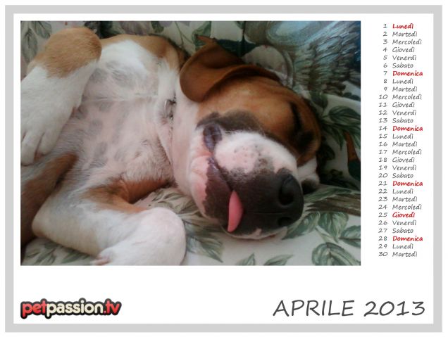 APRILE - Calendario Pets 2013 di PetPassion