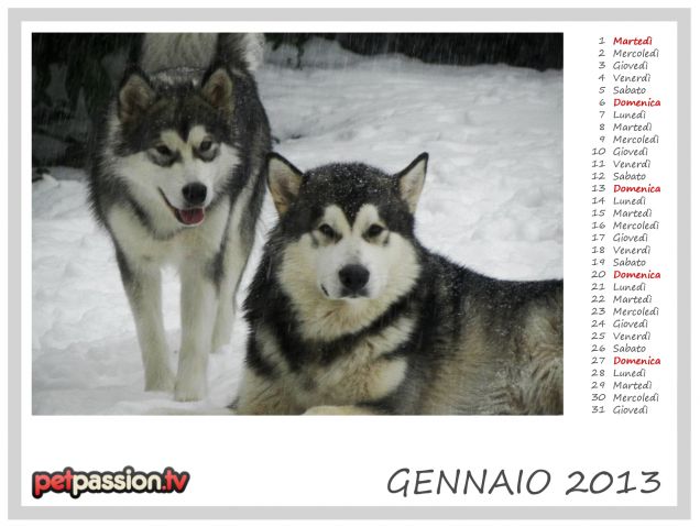 GENNAIO - Calendario Pets 2013 di PetPassion