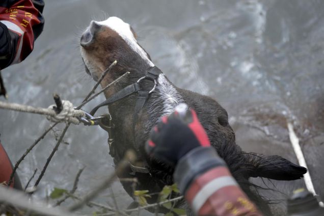 Cicerone, Il cavallo salvato nel fiume Aniene