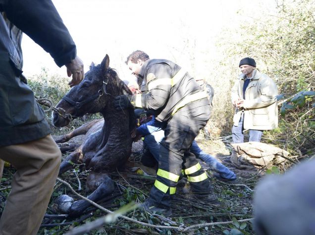 Cicerone, Il cavallo salvato nel fiume Aniene