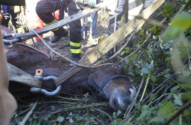 Cicerone, Il cavallo salvato nel fiume Aniene