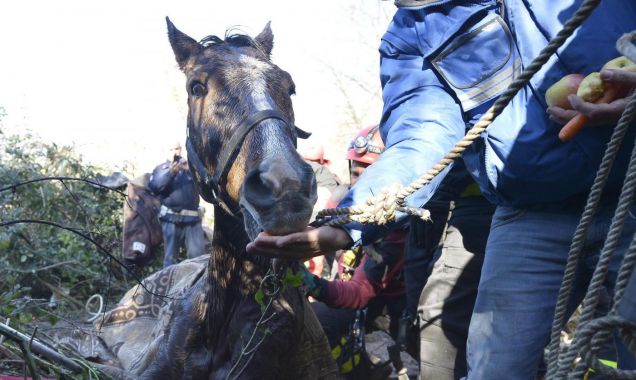 Cicerone, Il cavallo salvato nel fiume Aniene