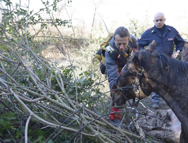 Cicerone, Il cavallo salvato nel fiume Aniene