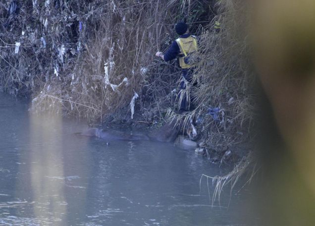 Cicerone, Il cavallo salvato nel fiume Aniene