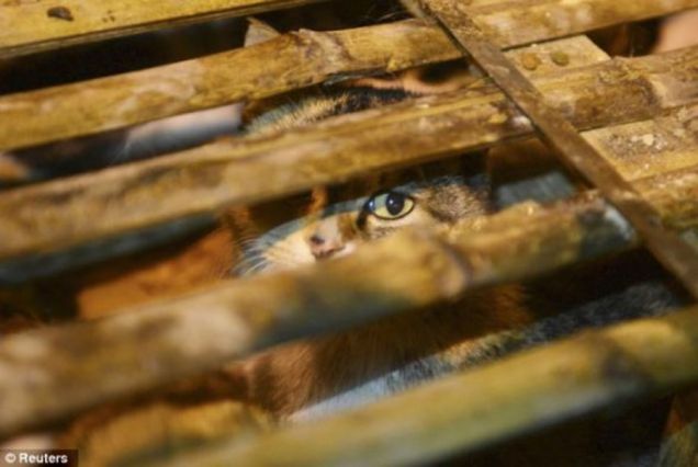 Gatto imprigionato in una piccolissima gabbia