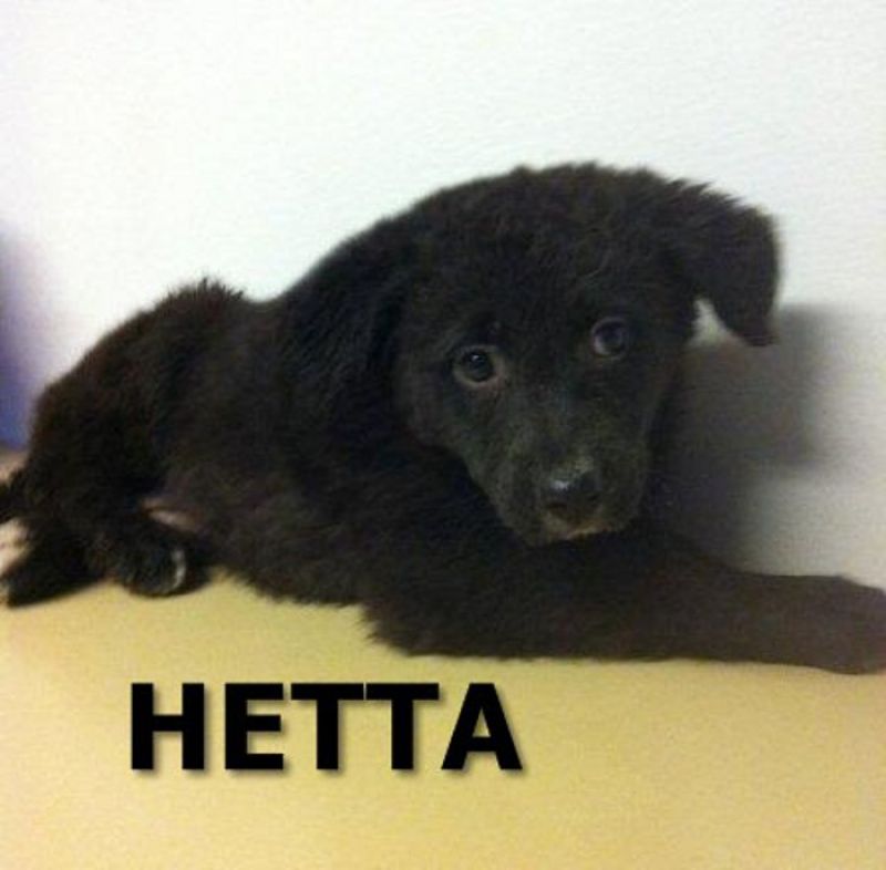 Hetta: cucciola di cane in regalo